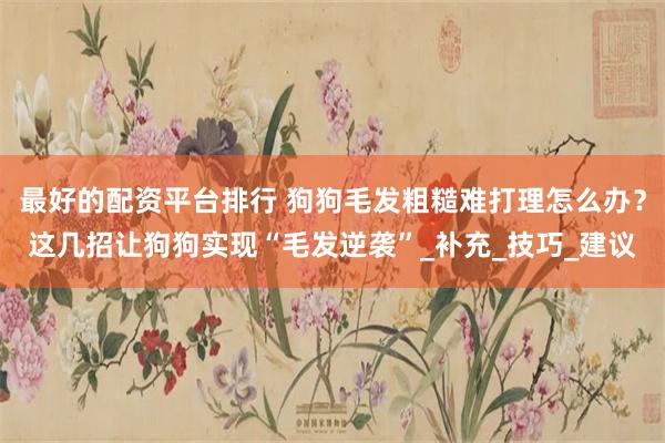 最好的配资平台排行 狗狗毛发粗糙难打理怎么办？这几招让狗狗实